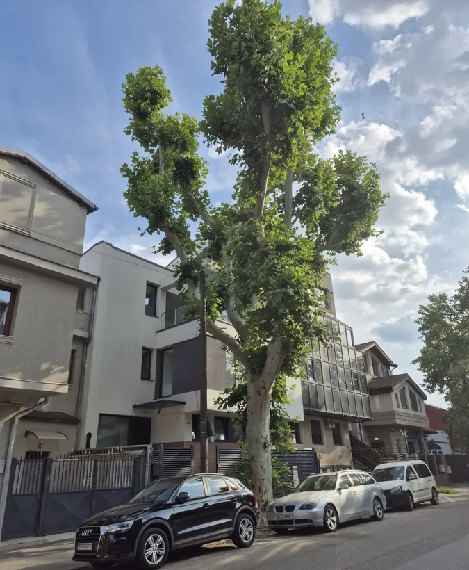 Parcul Carol Lanariei 107 Bucuresti S P 2e 3r 280 mp locuit/comercial